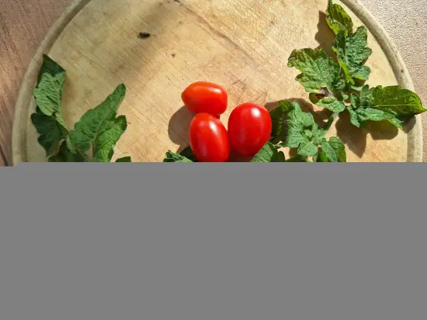 Tomaten: Curly Karley