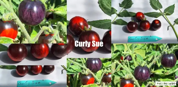 Tomaten: Curly Sue - Zwergtomate
