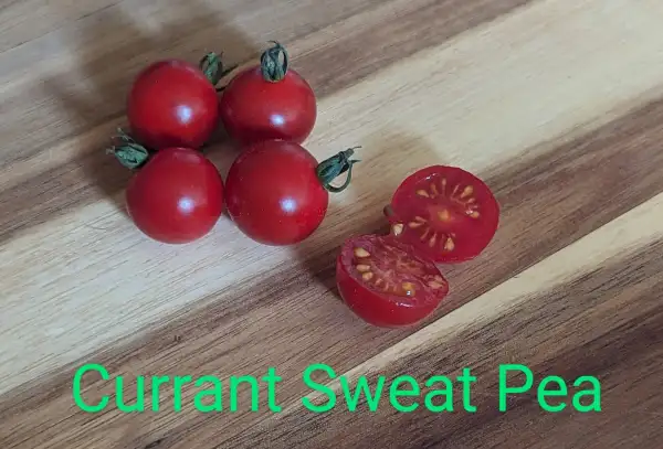 Tomaten: Currant Sweet Pea