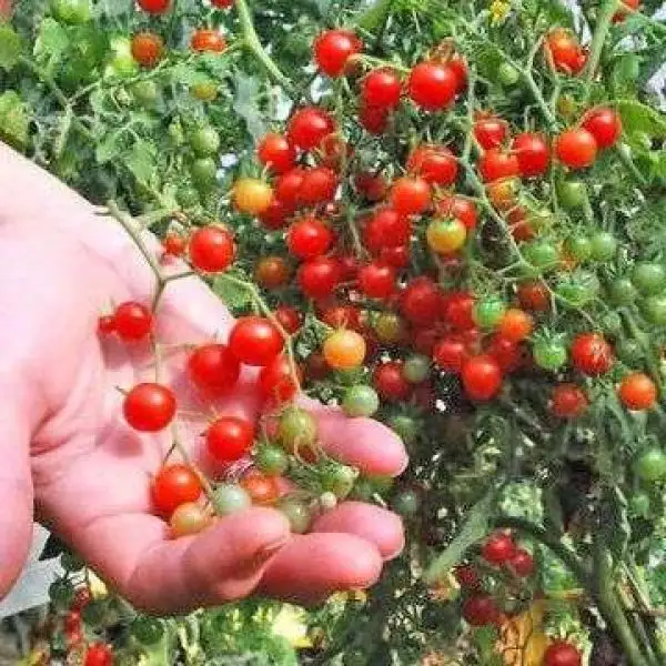 Tomaten: Currant Sweet Pea