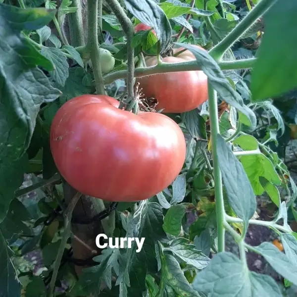 Tomaten: Curry