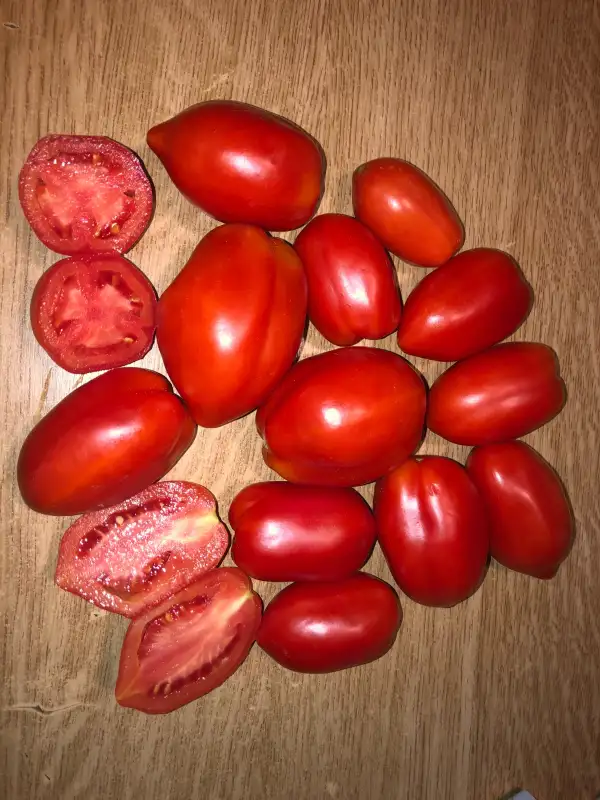 Tomaten: CX-3