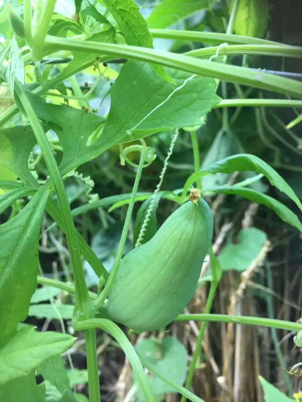 andere Gemüse: Cyclanthera pedata