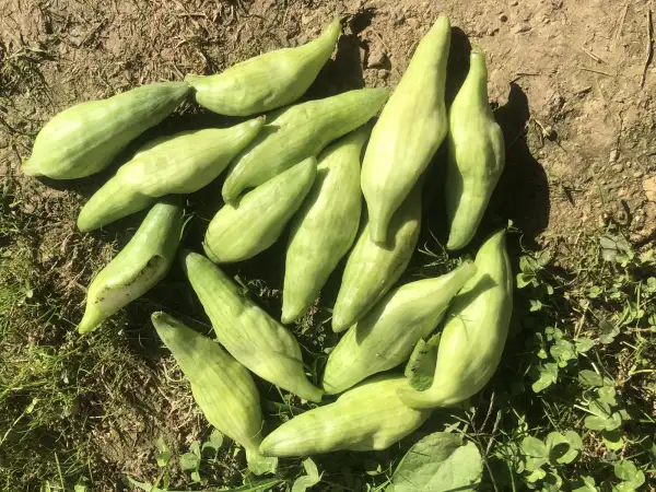 andere Gemüse: Cyclanthera pedata