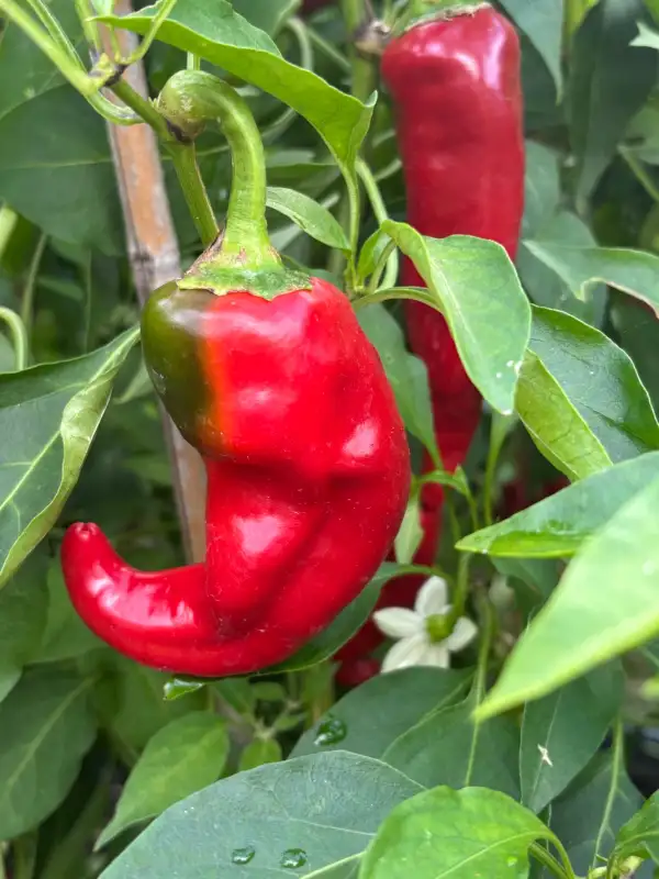 Chili / Paprika: Cyklon - Schärfe 5