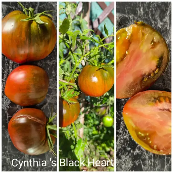 Tomaten: Cynthia´s Black Heart