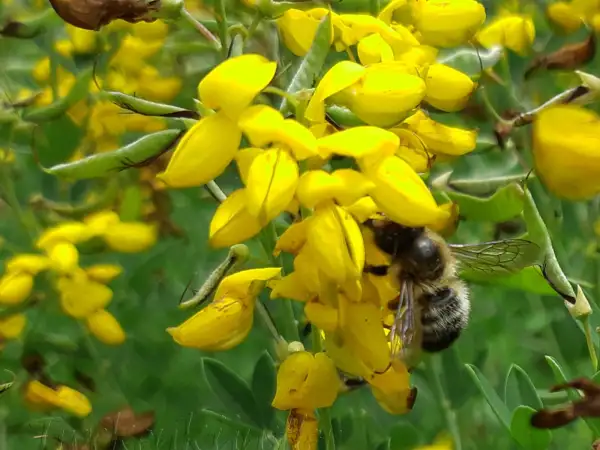 Stauden / Gehölz: Cytisus nigricans 
