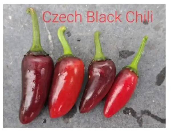 Chili / Paprika: Czech Black