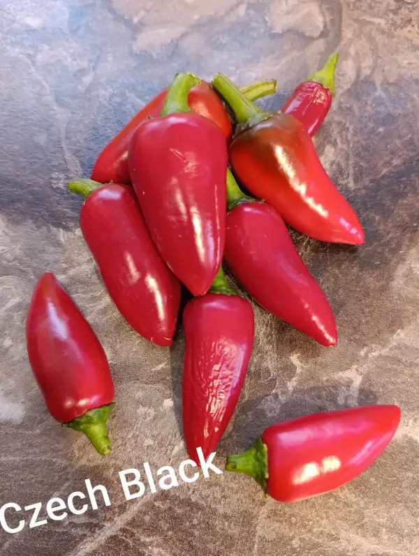 Chili / Paprika: Czech Black