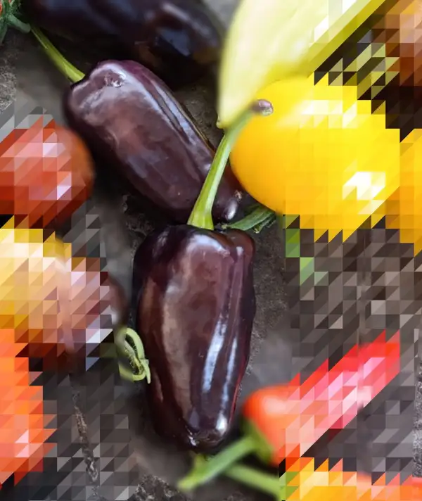 Chili / Paprika: Czech Black