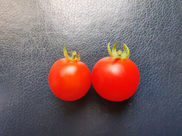 Tomaten: Czech Bush