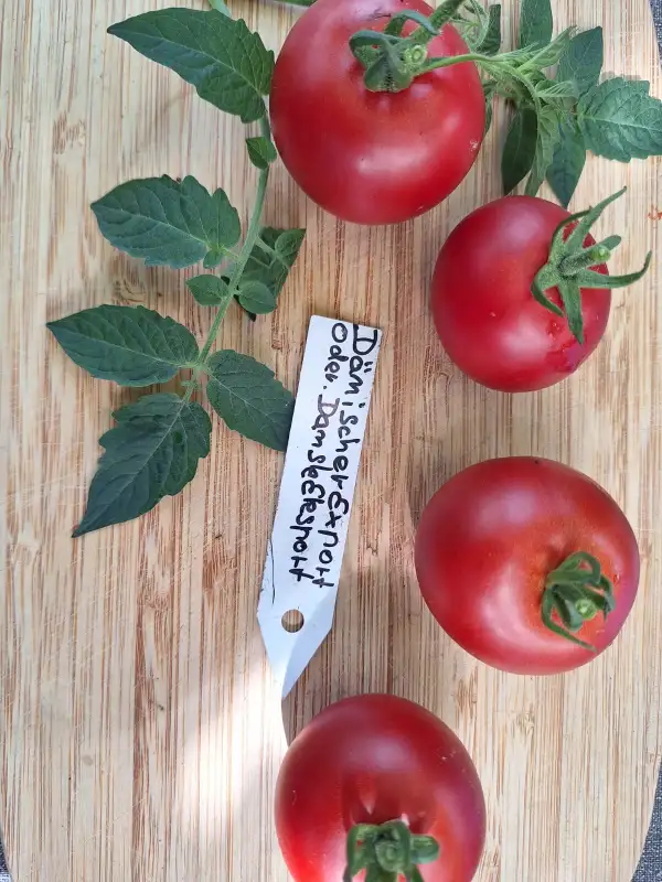Tomaten: Dänischer Export - alte vergessene Sorte