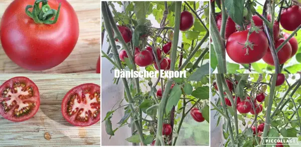 Tomaten: Dänischer Export - alte vergessene Sorte
