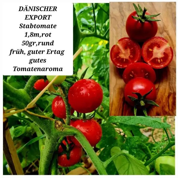 Tomaten: DÄNISCHER EXPORT