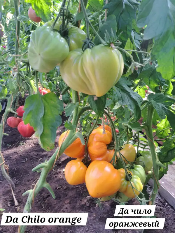 Tomaten: Da Chilo orange