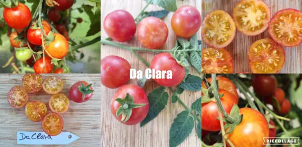 Tomaten: Da Clara - Minifleischtomate