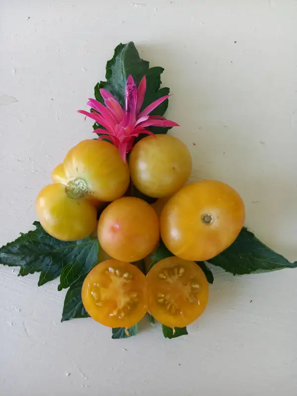 Tomaten: Da Clara