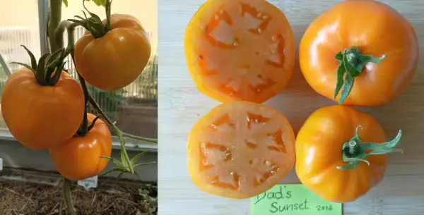 Tomaten: Dad