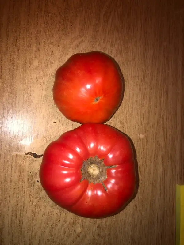 Tomaten: Daetwyler