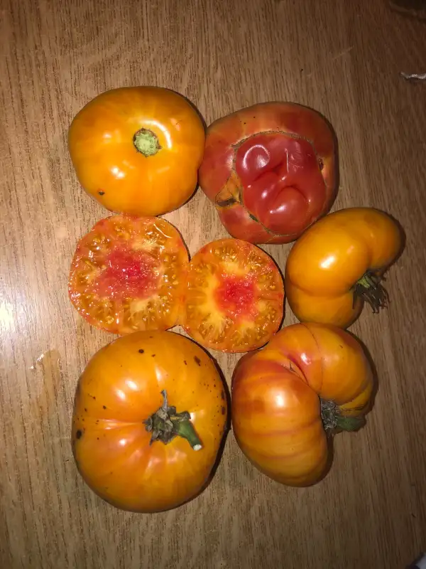 Tomaten: Dagma