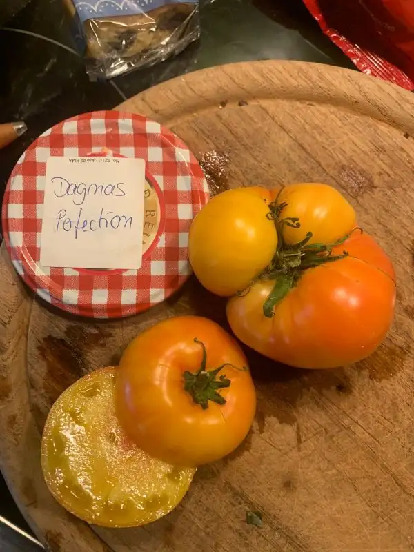 Tomaten: Dagmas perfektion