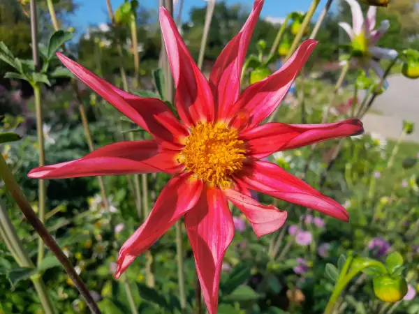 Blumen: Dahlia 