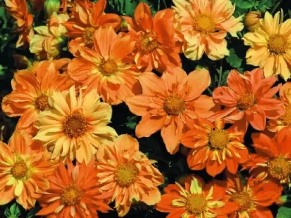 Blumen: Dahlia pinnata