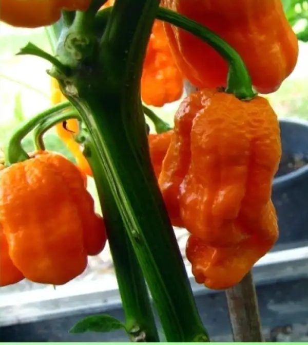 Chili / Paprika: Daisy Cutter Orange