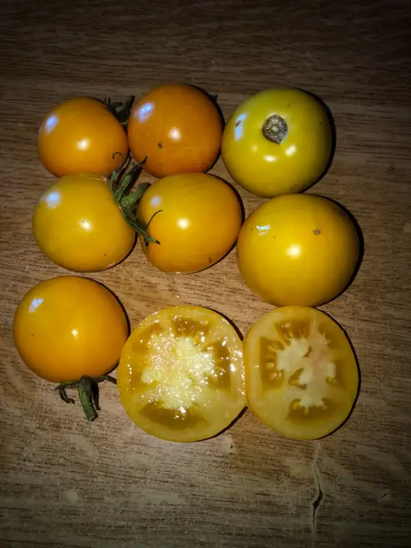 Tomaten: Dakota Gold