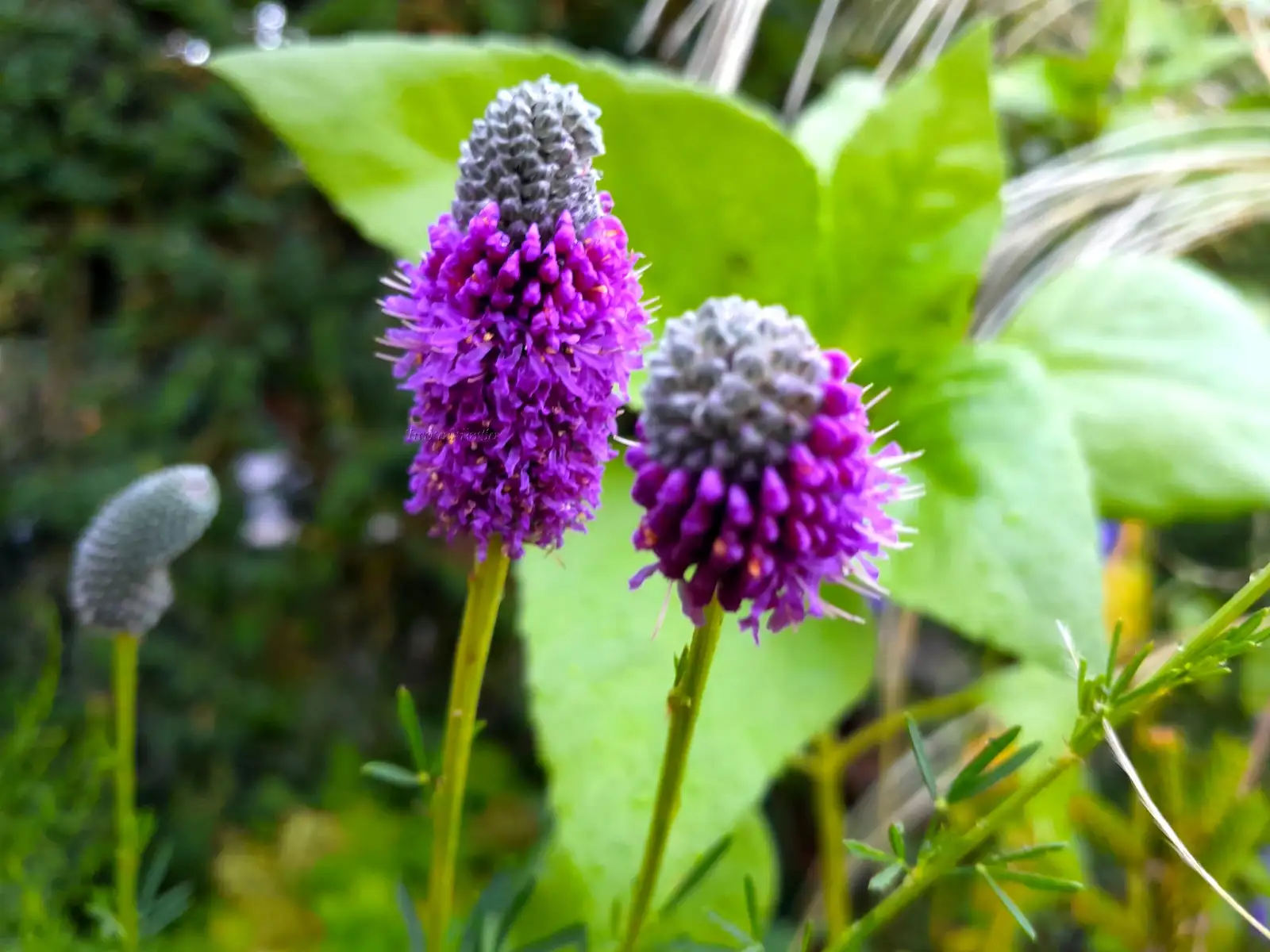 Stauden / Gehölz: Dalea purpurea - Purpur-Prärieklee Purple Prairie Clover