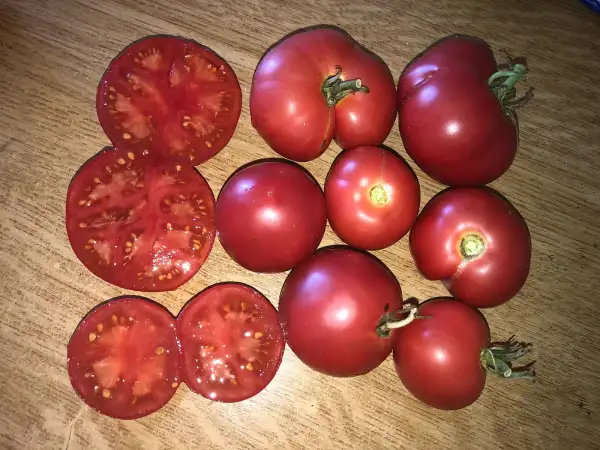 Tomaten: Dalnevostochniy Rozovyi