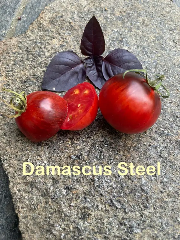 Tomaten: Damascus Steel