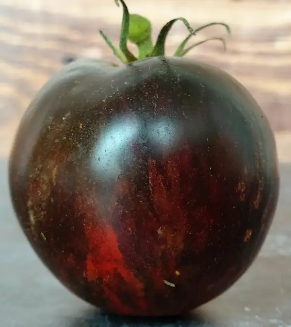 Tomaten: Damascus Steel
