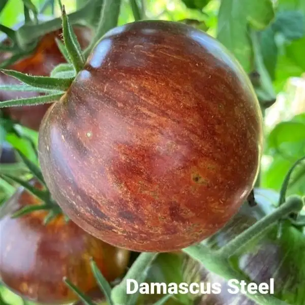 Tomaten: Damascus Steel