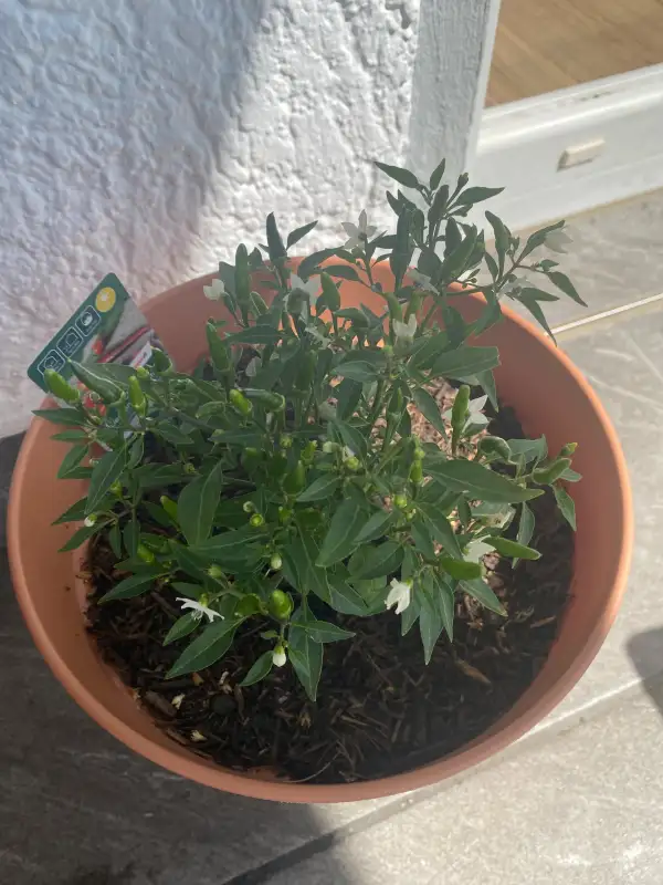 Chili / Paprika: Damon red Patio