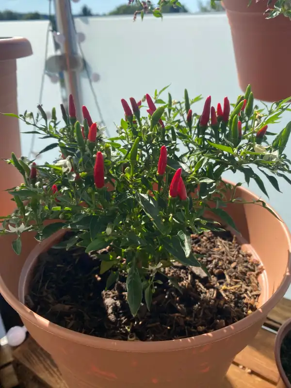 Chili: Damon red Patio