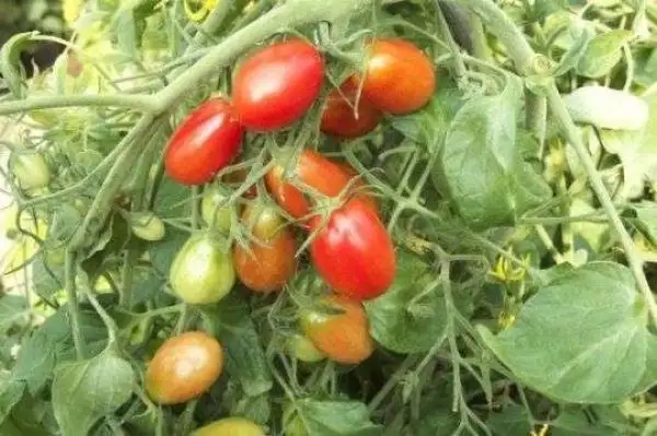 Tomaten: Damskie Paltschiki