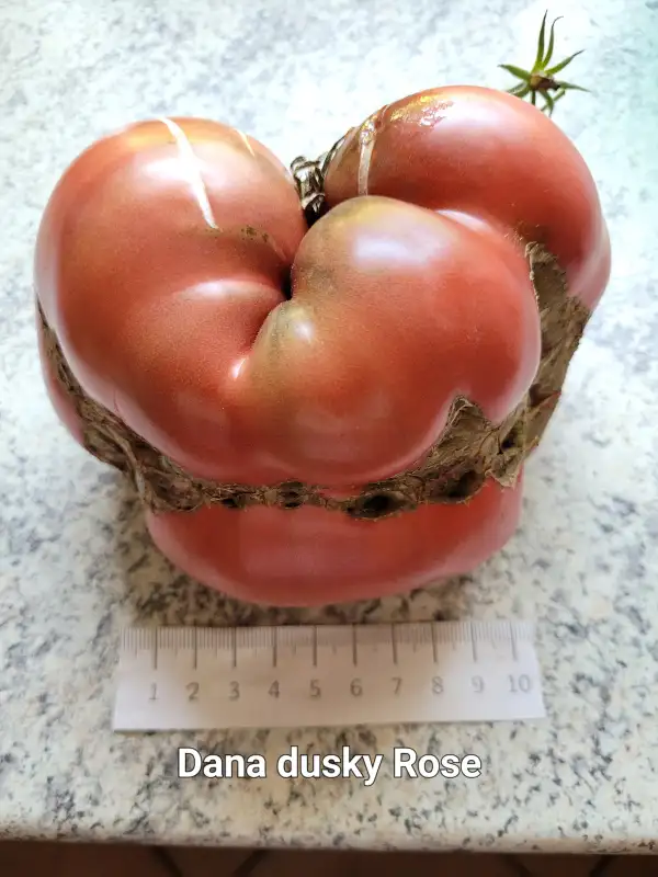 Tomaten: Danas Dusky Rose