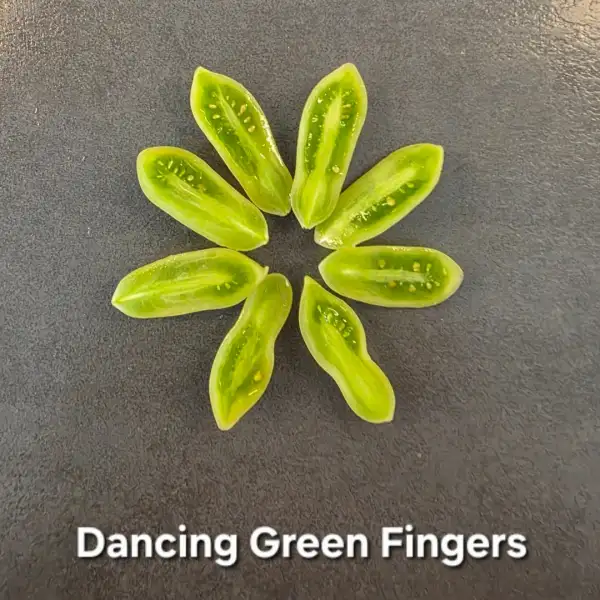 Tomaten: Dancing Green Finger