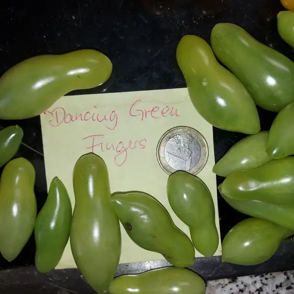 Tomaten: Dancing Green Fingers