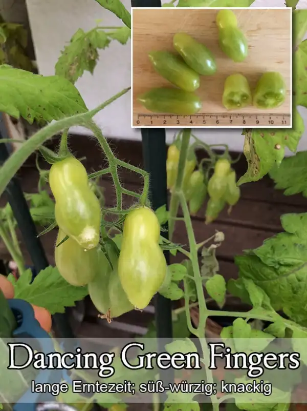 Tomaten: Dancing Green Fingers