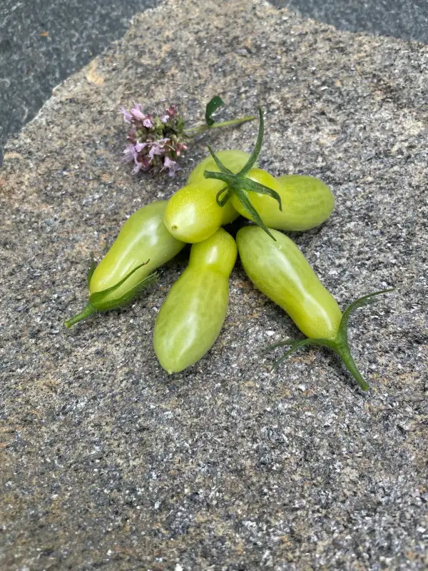 Tomaten: Dancing Green Fingers
