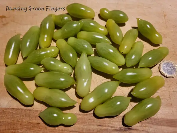 Tomaten: Dancing Green Fingers