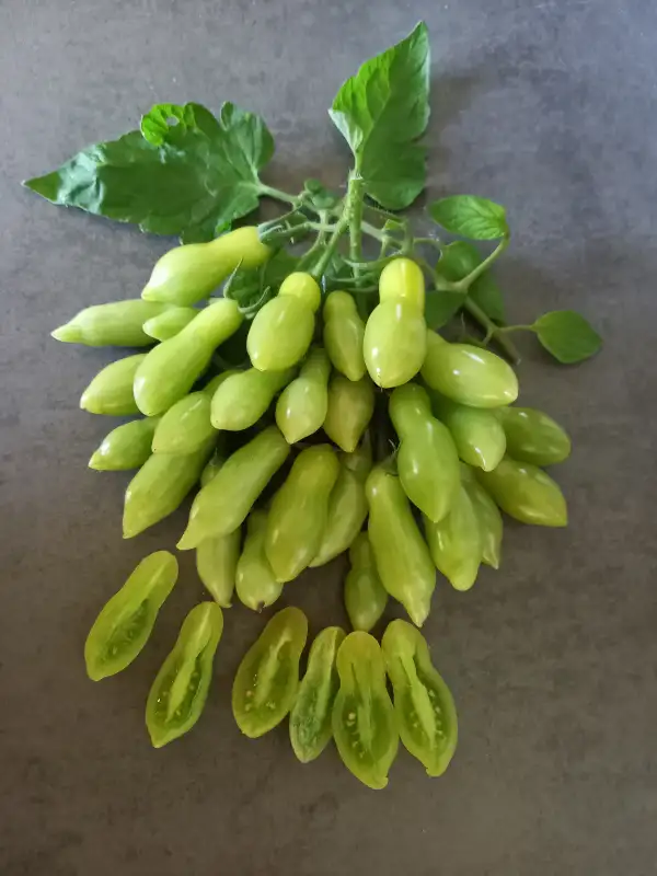 Tomaten: Dancing Green Fingers
