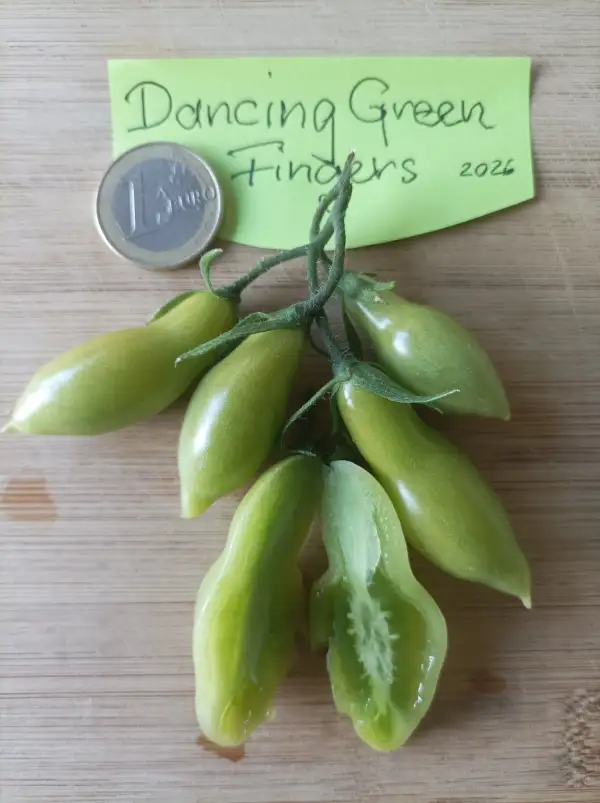 Tomaten: Dancing Green Fingers