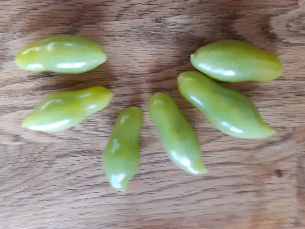 Tomaten: Dancing Green Fingers