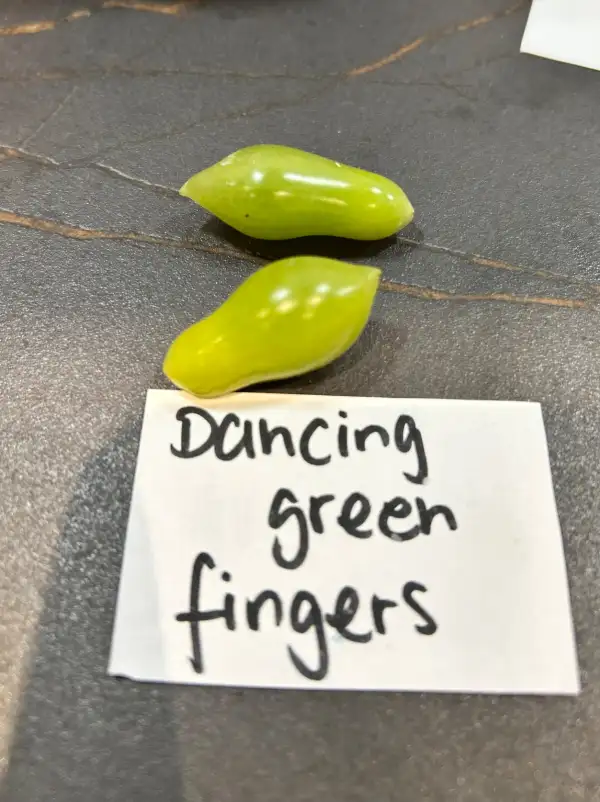 Tomaten: Dancing Green Fingers