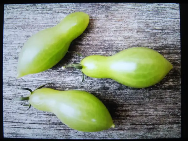 Tomaten: Dancing Green Fingers