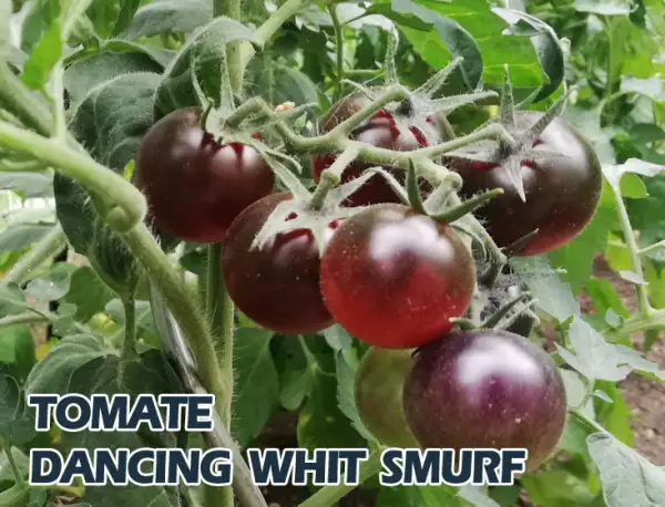 Tomaten: Dancing whit Smurf