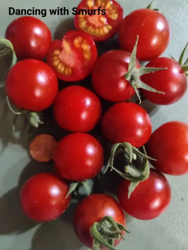 Tomaten: Dancing with smurfs